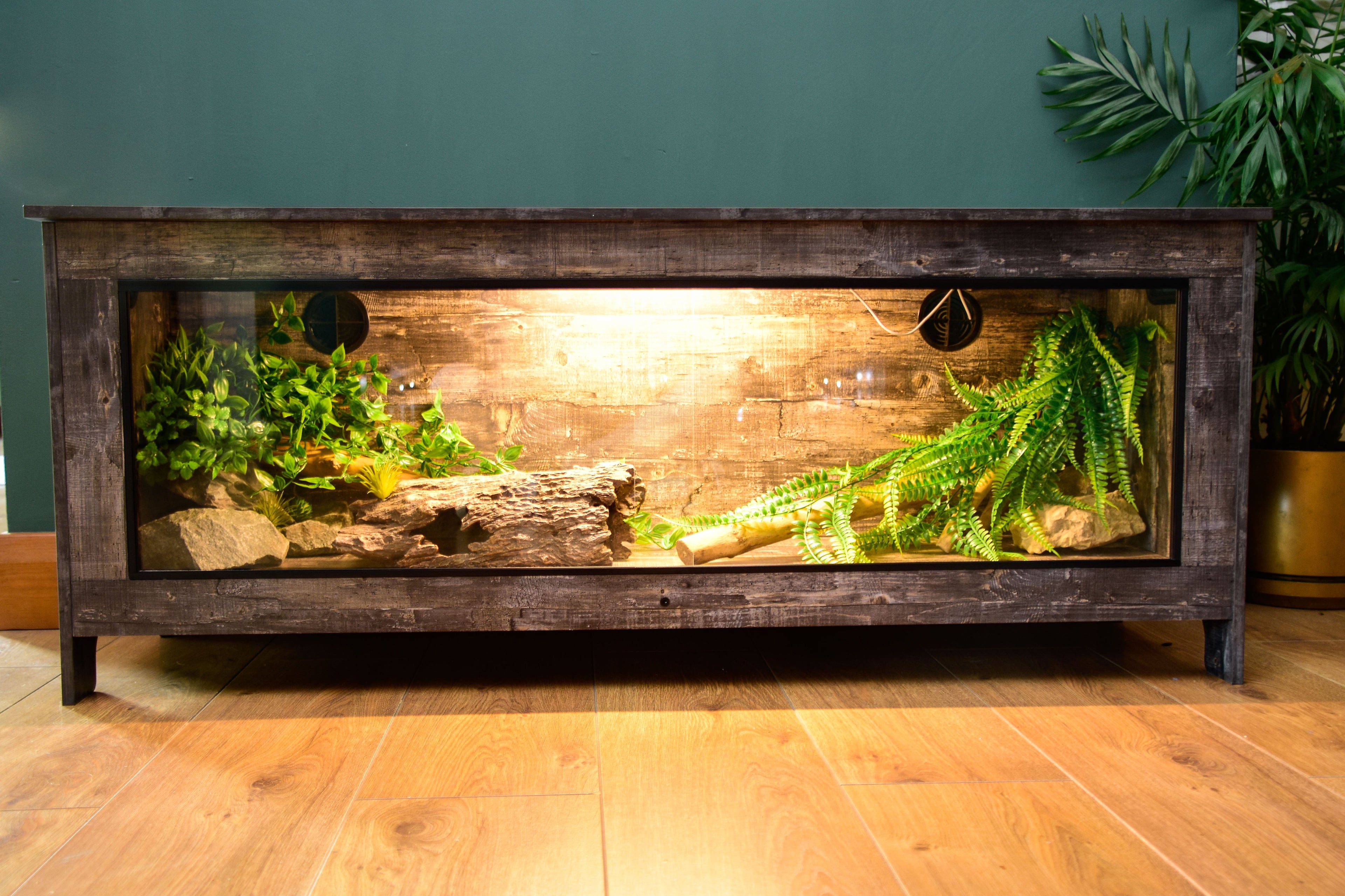Distressed wood vivarium front view with ferns and natural decor